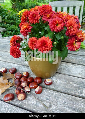 Herbstliche Dekoration mit Chrysanthemen und Kastanien auf Holztisch Stockfoto