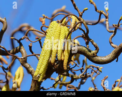 Blühende Korkenzieher Hasel, Symbol für Pollenallergie Stockfoto