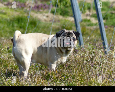 Beige Mops zu Fuß Stockfoto