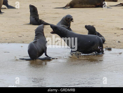 Disput, dichtet gemeinsam auf eine Sandbank und im Wasser, Atlantik Stockfoto