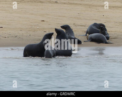 Disput, dichtet gemeinsam auf eine Sandbank und im Wasser, Atlantik Stockfoto