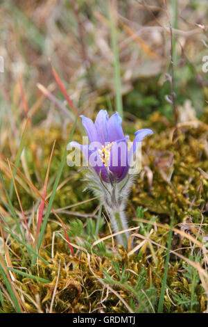 Wilde Küchenschelle unter Schutz, Pulsatilla, Rheinland-Pfalz Stockfoto