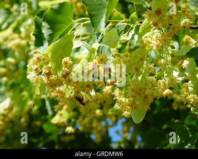 Lindenblüten, blühende Linde Stockfoto