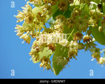 Lindenblüten, blühende Linde Stockfoto