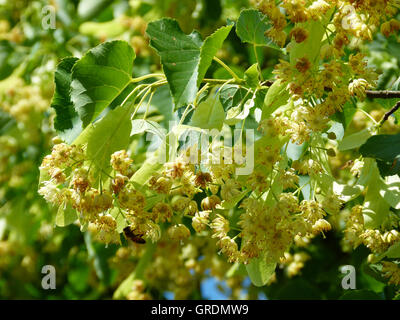 Lindenblüten, blühende Linde Stockfoto