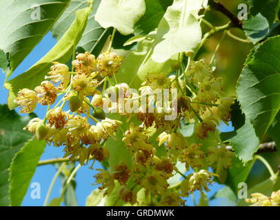 Lindenblüten, blühende Linde Stockfoto