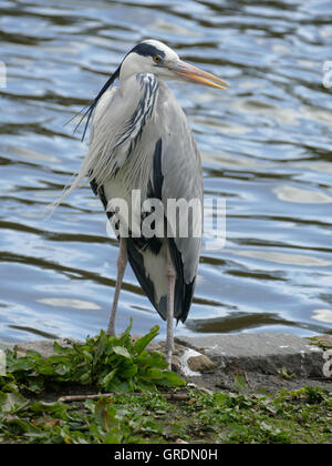 Graue Reiher, Ardea Cinerea Stockfoto