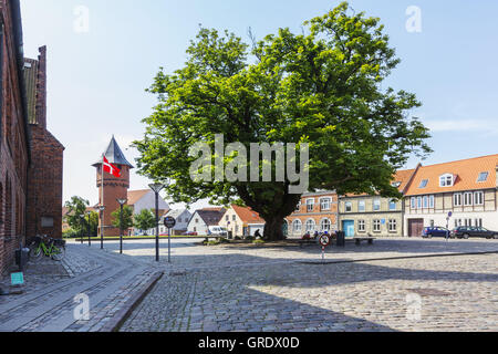 Großen Baum auf dem Platz vor der Klosterkirche In Dänemark Nykobing Stockfoto