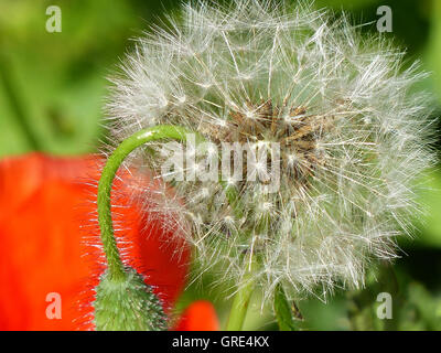 Pusteblumen vor eine rote Mohnblüte Stockfoto