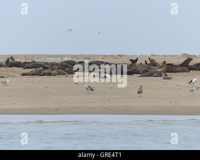 Seehunde, Seebären und Vögel auf einer Sandbank im Atlantik Stockfoto