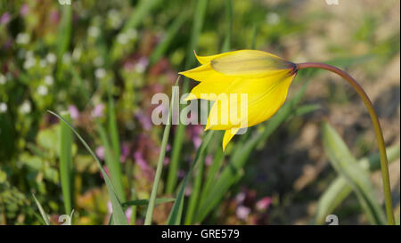 Gelbe wilde Tulpen, Tulipa Sylvestris in der Nähe von Gau-Odernheim, Rhinehesse, Rheinland-Pfalz Stockfoto