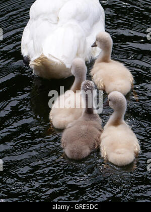 Mama Schwan schwimmen auf dem Wasser zusammen mit ihren vier Gänsel Stockfoto