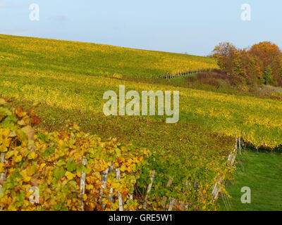 Es wurde Herbst In den Weinbergen des Rhinehesse Stockfoto