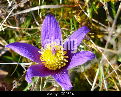 Wilde Küchenschelle unter Schutz, Pulsatilla, Rheinland-Pfalz Stockfoto
