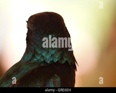 Kap-glänzend Starling, Glanzstare Stockfoto