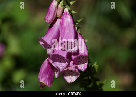 Fingerhut, Digitalis Purpurea mit grünem Hintergrund Stockfoto
