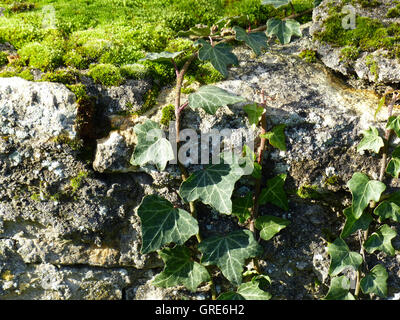 Efeu und Moos wächst über eine Steinmauer Stockfoto