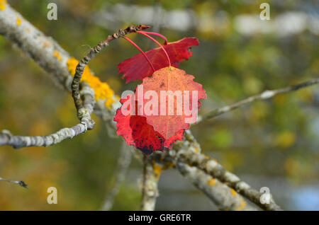 Espe Blätter im Herbst, Populus Tremula Stockfoto