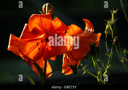 Feuer-Lilie, Lilium Bulbiferum, im Gegenlicht mit dunklem Hintergrund Stockfoto