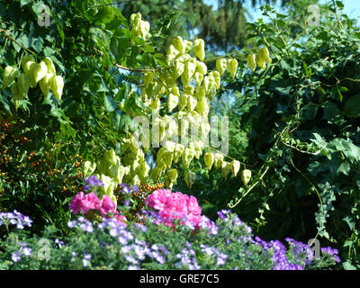 Blase Asche Baum, Paniculate Blase Stand Paniculata Stockfoto