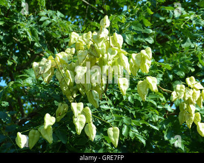 Blase Asche Baum, Paniculate Blase Stand Paniculata Stockfoto