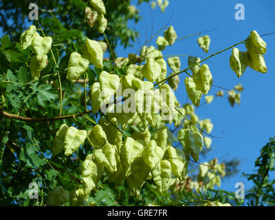 Blase Asche Baum, Paniculate Blase Stand Paniculata Stockfoto