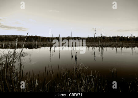 Ruhe Moorsee im Schwenninger Moos, Ursprung des Neckars Stockfoto