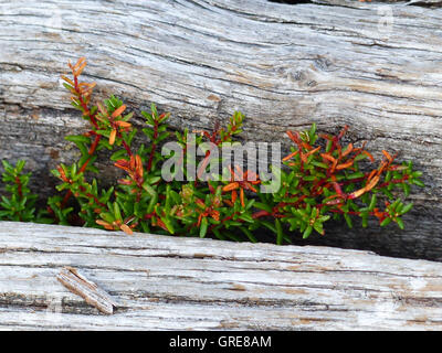 Pflanzen wachsen durch die Ritzen der einen Holzstab Stockfoto