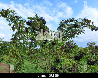 Ältere, Reife ältere Beeren, Sambucus Nigra Stockfoto