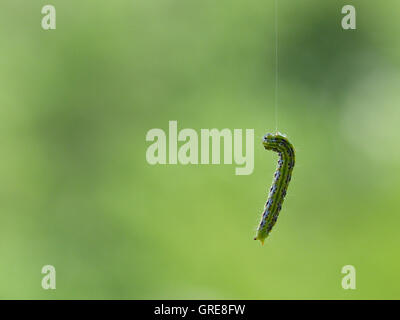 Caterpillar Box Tree Moth, Cydalima Perspectalis, bewegt sich oben auf einem fast unsichtbaren Faden und windet er sich bis zu einem Ball Feingewinde. Akrobaten Stück von Animalität Stockfoto