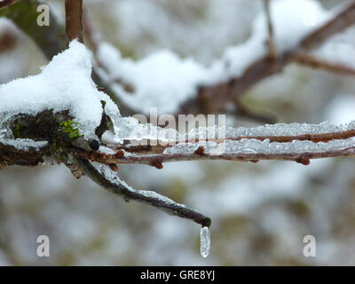 Schnee und Eis auf Zweigen Stockfoto