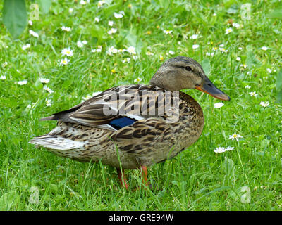 Anas Platyrhynchos, Stockente, Weiblich Stockfoto