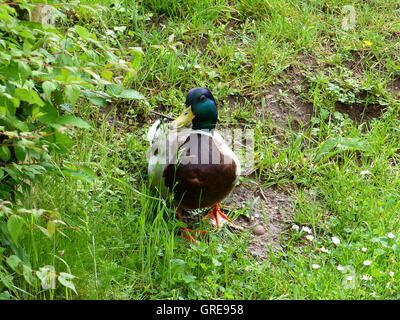 Mallard Duck, Drake, Anas Platyrhynchos Stockfoto