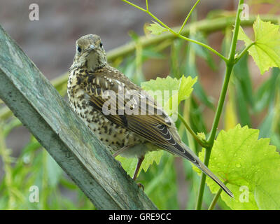 Singdrossel, Turdus Philomelos In Rhinehesse gesehen Stockfoto