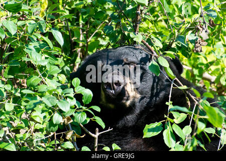 Nahaufnahme eines schwarzen Bären in der Berry Patch. Stockfoto