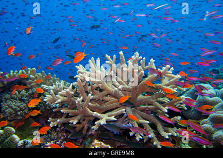 Unberührte und bunten Riff Scenic von Korallen und Fischen am Namena Island, Fidschi Stockfoto