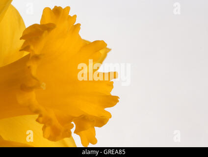 STUDIENBILD DER TRUMPETE EINER EINZELNEN GELBEN NARZISSE (NARCISSUS) VOR WEIßEM HINTERGRUND. Stockfoto
