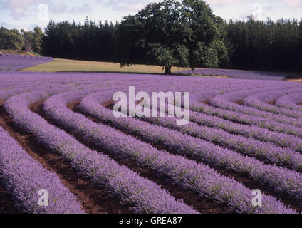 Lavendel Bridestowe Estate, Nabowla, Tasmanien, Australien. Stockfoto