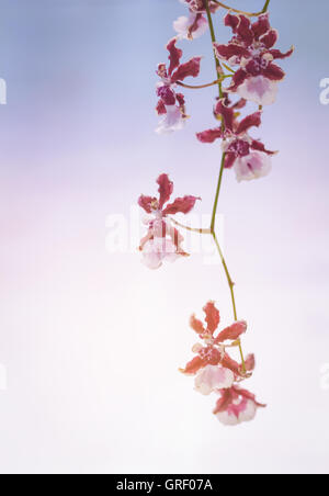 Rote Orchidee Blume hängen, weichen Ton Hintergrund in rosa und violett. Stockfoto