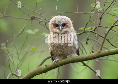 Niedlichen Küken der Waldkauz / Waldkauz (Strix Aluco) thront auf einem Ast, betteln, seine dunklen braunen Augen weit offen. Stockfoto