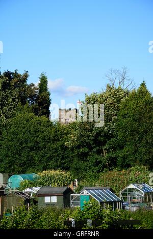 Gewächshäuser und Gemüsekulturen auf Parzellen mit einem Kirchturm nach hinten, Armitage, Staffordshire, England, UK, Europa. Stockfoto