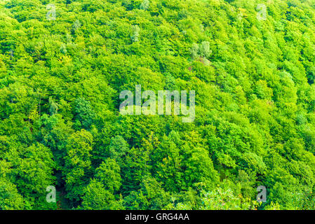 Dichten Hang Buchenwald am Soderasen Nationalpark in Schweden. Es ist Spätsommer oder Frühherbst in den Canyon. Kopieren Sie Raum. Stockfoto