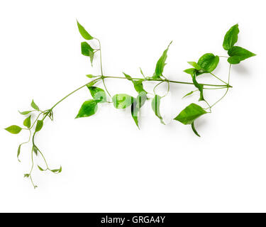 Clematis Blätter mit Ranke. Grünen Zweig isoliert auf weißem Hintergrund-Clipping-Pfad enthalten. Florales Design. Ansicht von oben flach legen Stockfoto