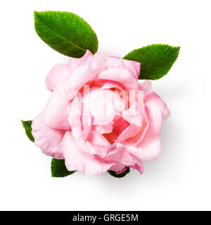 Rosa rose Blume mit verlässt. Einzelnes Objekt isoliert auf weißem Hintergrund-Clipping-Pfad enthalten. Sommer Garten Blumen. Ansicht von oben Stockfoto
