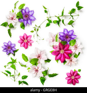 Clematis, rosa und lila Blume Kollektion auf weißem Hintergrund isoliert. Florales Design. Sommer Garten Blumen. Ansicht von oben Stockfoto