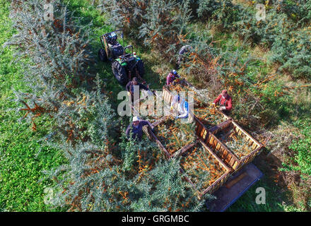 Tempelberg, Deutschland. 7. Sep, 2016. Saisonarbeiter Ernte Sanddorn Beeren im Garten Sanddorn in Tempelberg, Deutschland, 7. September 2016. Unternehmer Wilfried Klapprott Sanddorn auf 13 Hektar Boden gepflanzt. Die kleinen gelben Sanddorn-Beeren enthalten zehnmal mehr Vitamin C als Zitronen. Foto: PATRICK PLEUL/Dpa/Alamy Live News Stockfoto