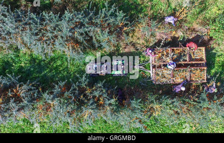 Tempelberg, Deutschland. 7. Sep, 2016. Saisonarbeiter Ernte Sanddorn Beeren im Garten Sanddorn in Tempelberg, Deutschland, 7. September 2016. Unternehmer Wilfried Klapprott Sanddorn auf 13 Hektar Boden gepflanzt. Die kleinen gelben Sanddorn-Beeren enthalten zehnmal mehr Vitamin C als Zitronen. Foto: PATRICK PLEUL/Dpa/Alamy Live News Stockfoto