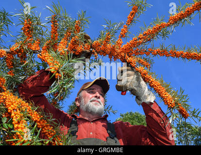 Tempelberg, Deutschland. 7. Sep, 2016. Wilfried Klapprott Ernte Sanddorn Beeren im Garten Sanddorn in Tempelberg, Deutschland, 7. September 2016. Unternehmer Wilfried Klapprott Sanddorn auf 13 Hektar Boden gepflanzt. Die kleinen gelben Sanddorn-Beeren enthalten zehnmal mehr Vitamin C als Zitronen. Foto: PATRICK PLEUL/Dpa/Alamy Live News Stockfoto