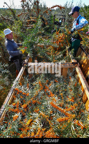 Tempelberg, Deutschland. 7. Sep, 2016. Saisonarbeiter aus Polen Ernte Sanddorn Beeren im Garten Sanddorn in Tempelberg, Deutschland, 7. September 2016. Unternehmer Wilfried Klapprott Sanddorn auf 13 Hektar Boden gepflanzt. Die kleinen gelben Sanddorn-Beeren enthalten zehnmal mehr Vitamin C als Zitronen. Foto: PATRICK PLEUL/Dpa/Alamy Live News Stockfoto