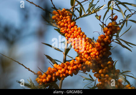 Tempelberg, Deutschland. 7. Sep, 2016. Reife Sanddorn Beeren im Garten Sanddorn in Tempelberg, Deutschland, 7. September 2016. Unternehmer Wilfried Klapprott Sanddorn auf 13 Hektar Boden gepflanzt. Die kleinen gelben Sanddorn-Beeren enthalten zehnmal mehr Vitamin C als Zitronen. Foto: PATRICK PLEUL/Dpa/Alamy Live News Stockfoto